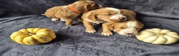 Cocker Spaniel dogs for sale: Beautiful working cocker spaniel puppies in Worcester - Advert 10