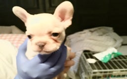 French Bulldog dogs for sale: French bulldog puppies  - Image 7