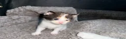 Mixed Breed cats for sale: Mix breed kittens - Advert 10