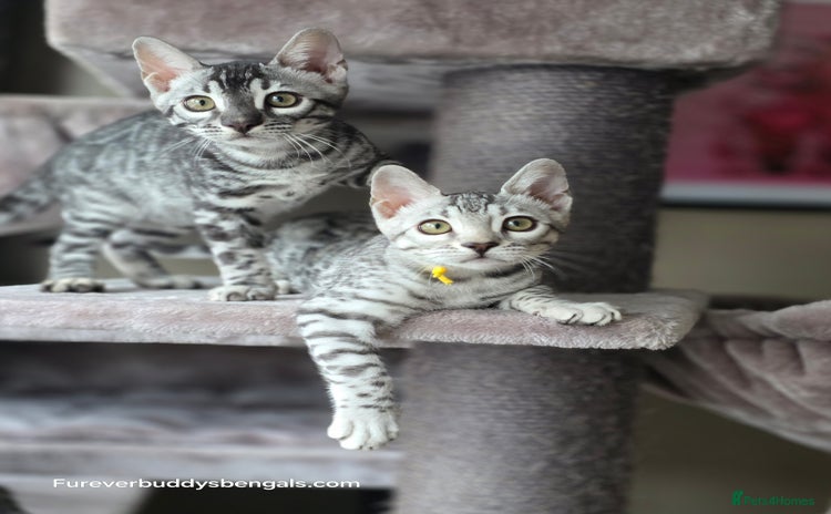 Bengal cats in Congleton - Advert 3
