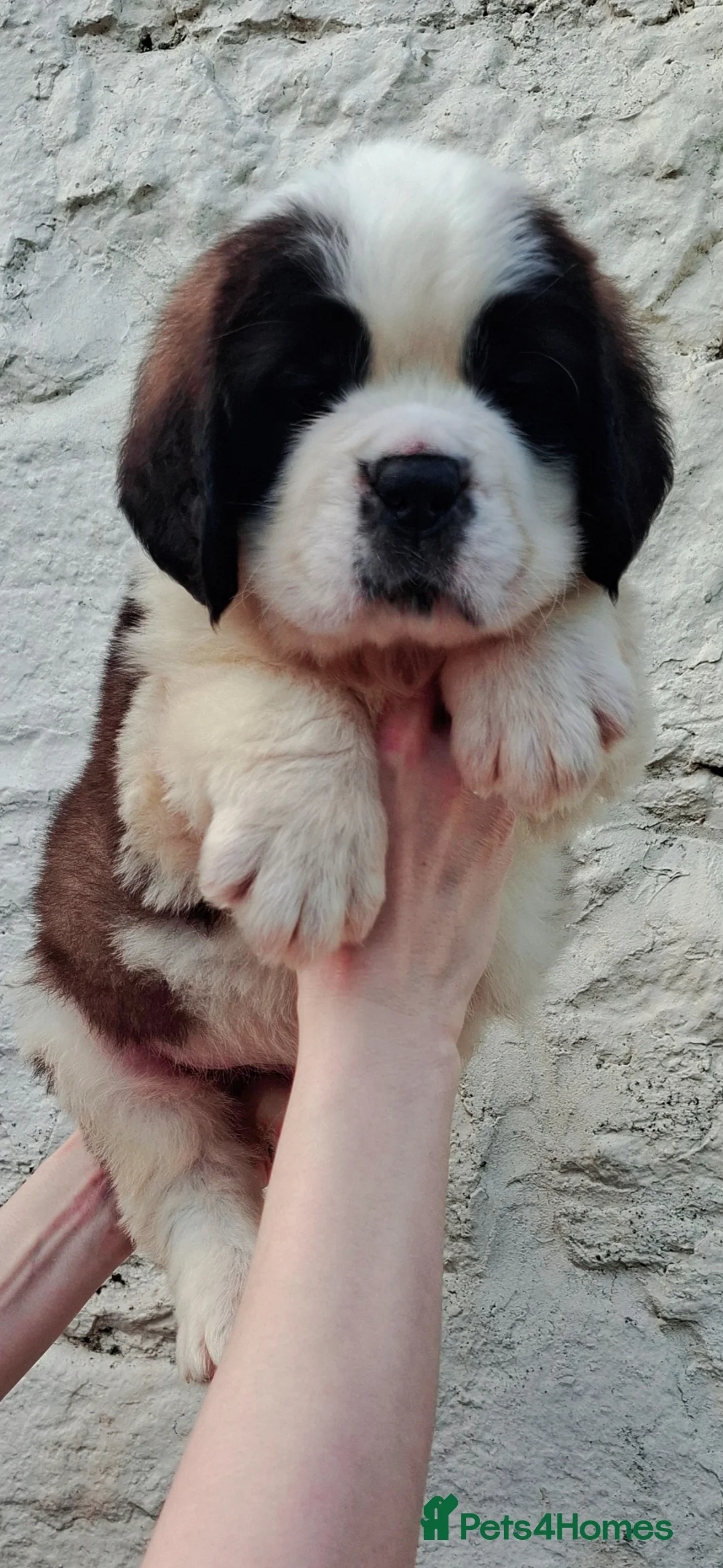 Saint Bernard dogs for sale: Show Quality Saint Bernard's  - Advert 2