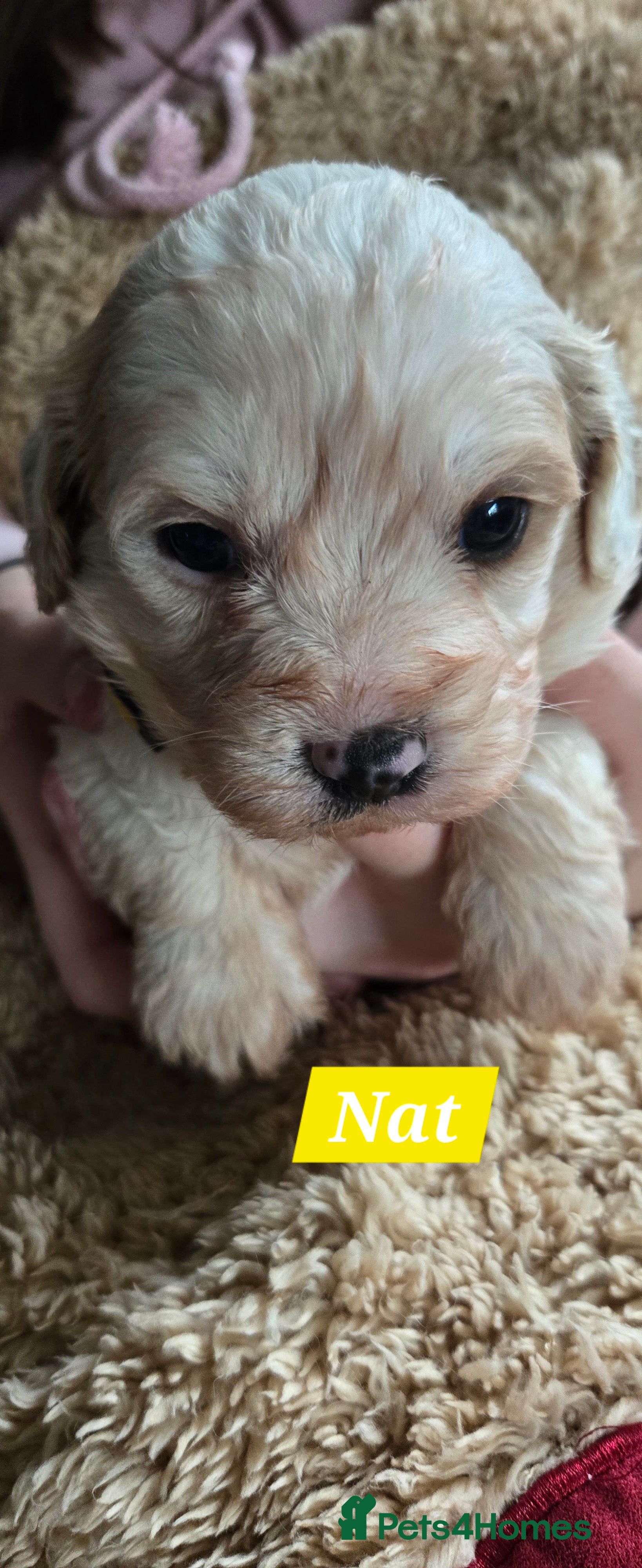 Cavachon dogs Cute cavachons - Advert 5