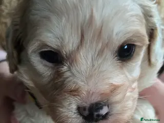 Cavachon dogs Cute cavachons - Advert 2