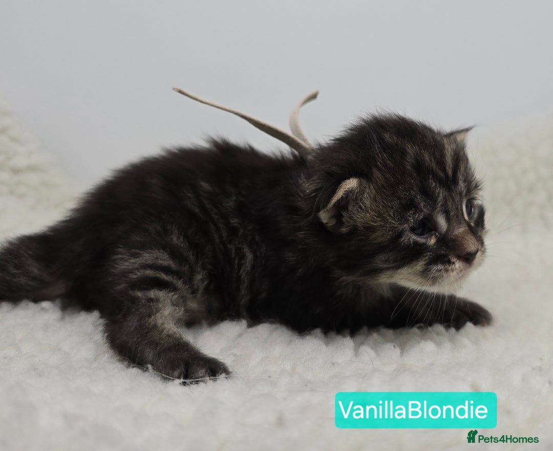 Maine Coon cats for sale: Maine Coon Kittens (Russian & Golden lines) - Advert 24