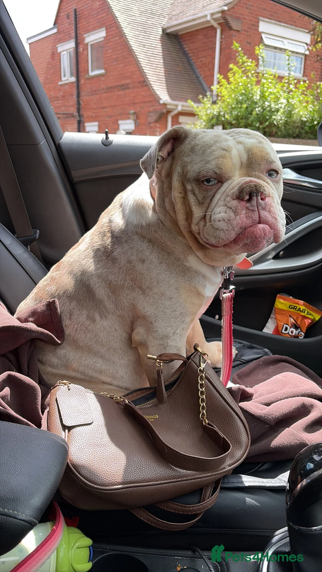 Olde English Bulldogge dogs for sale: FEMALE 2 MERLE OLDE ENGLISH BULLDOGGE in Lincoln - Advert 2