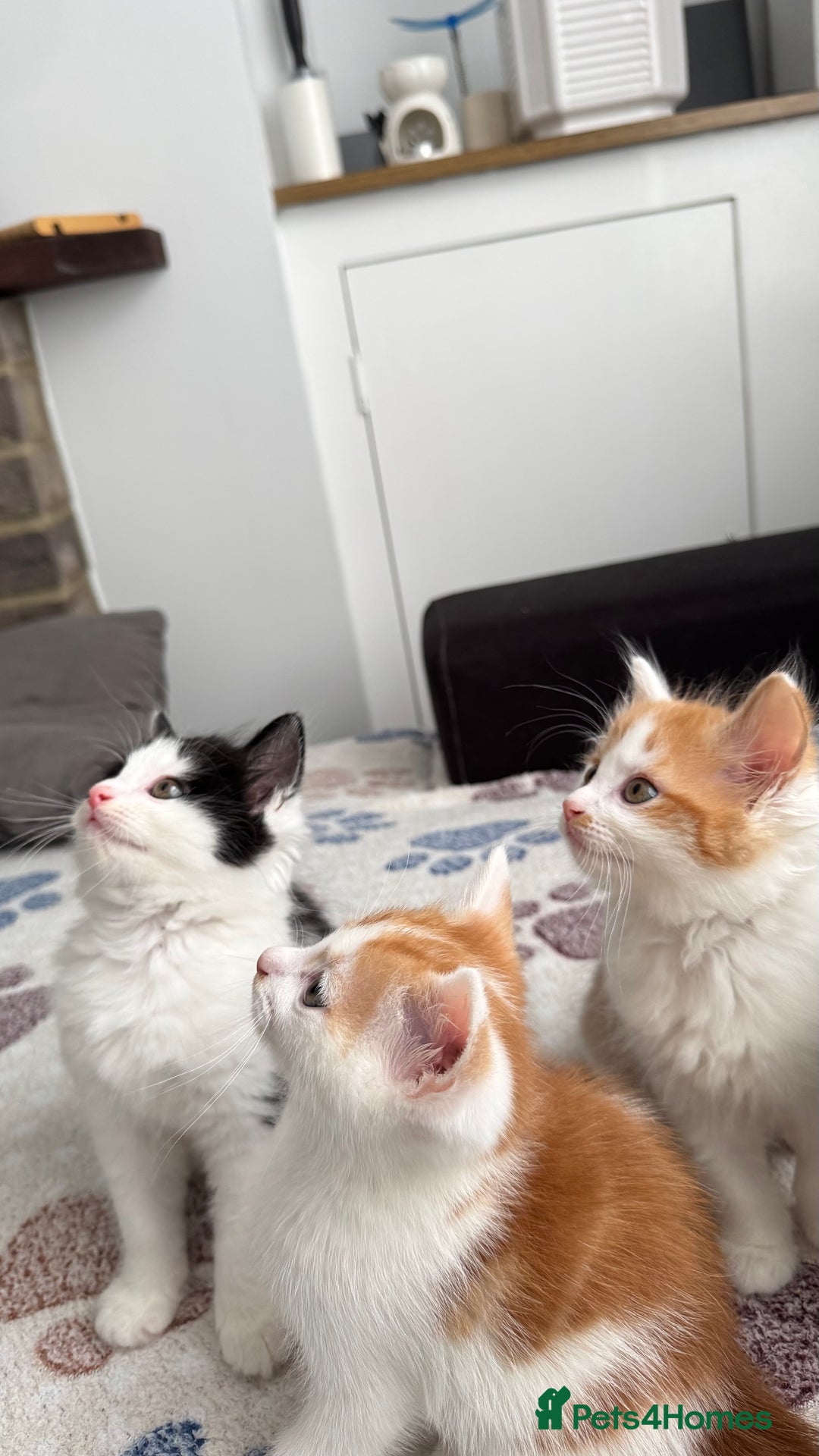 Domestic Shorthair cats for sale: Beautiful and adorable kittens for sale☺️ - Image 19