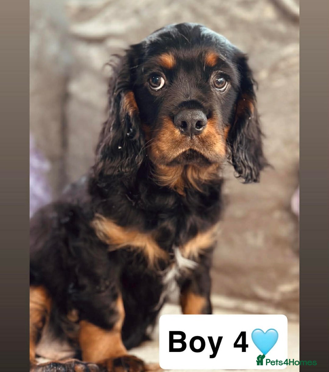 Cavalier King Charles Spaniel dogs for sale: Stunning KC registered Cavalier Pups - Advert 6