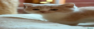 Vito 