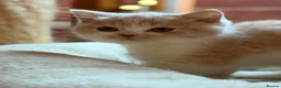 British Shorthair cats for sale: British shorthair kittens  - Advert 3