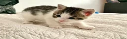 Domestic Shorthair cats for sale: Beautiful kittens ready in 5 weeks - Advert 26