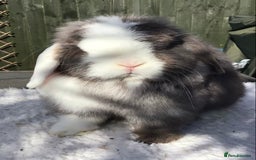 Mini Lop rabbits for sale: Mini lop doe - Image 3