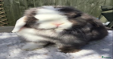 Mini Lop rabbits - Advert 2