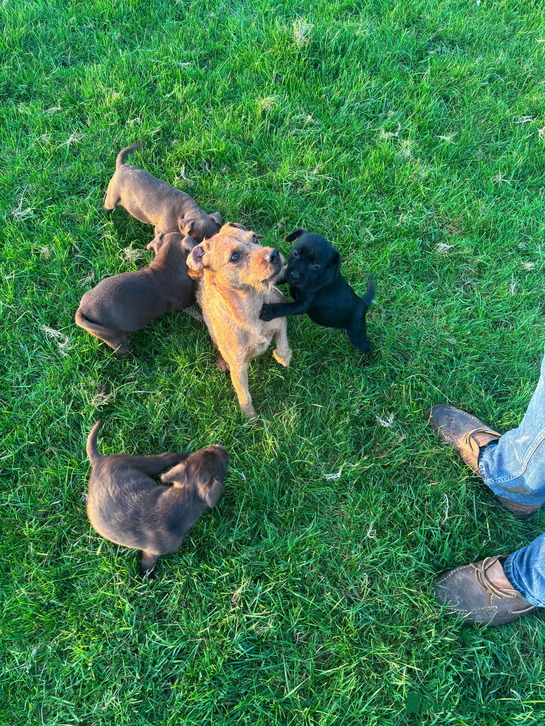 Patterdale Terrier dogs for sale: Perfect patterdale puppies - Image 5