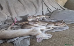 Abyssinian cats for sale: GCCF registered beautiful Abyssinian kittens - Image 14