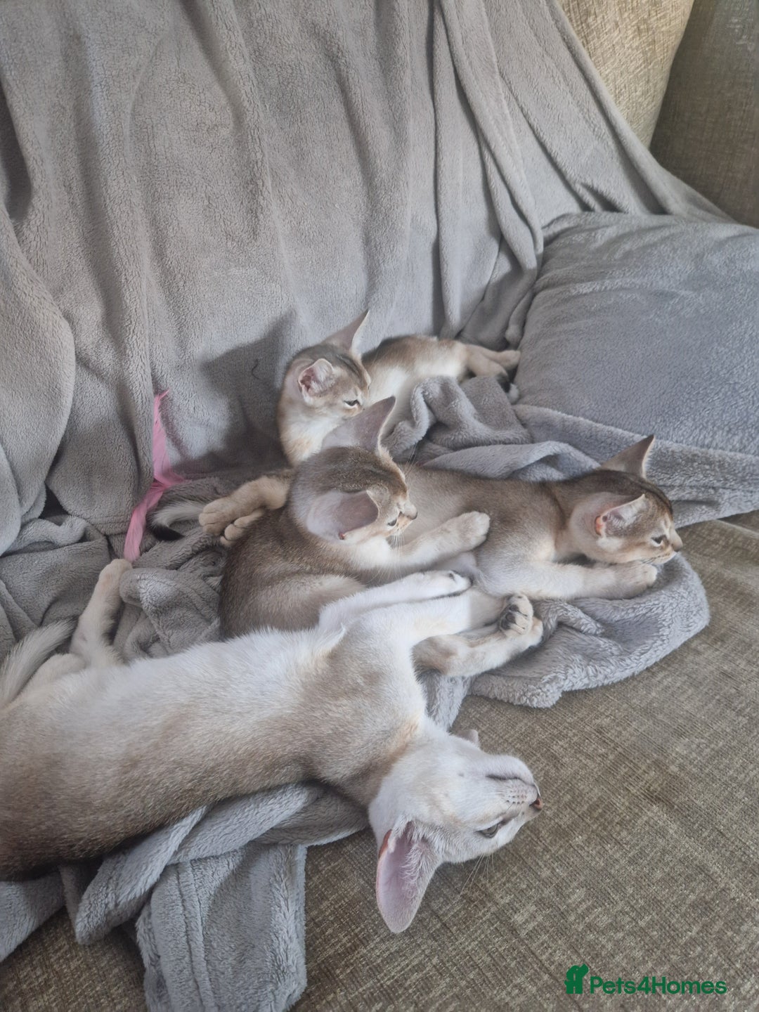 Abyssinian cats for sale: GCCF registered beautiful Abyssinian kittens - Image 14