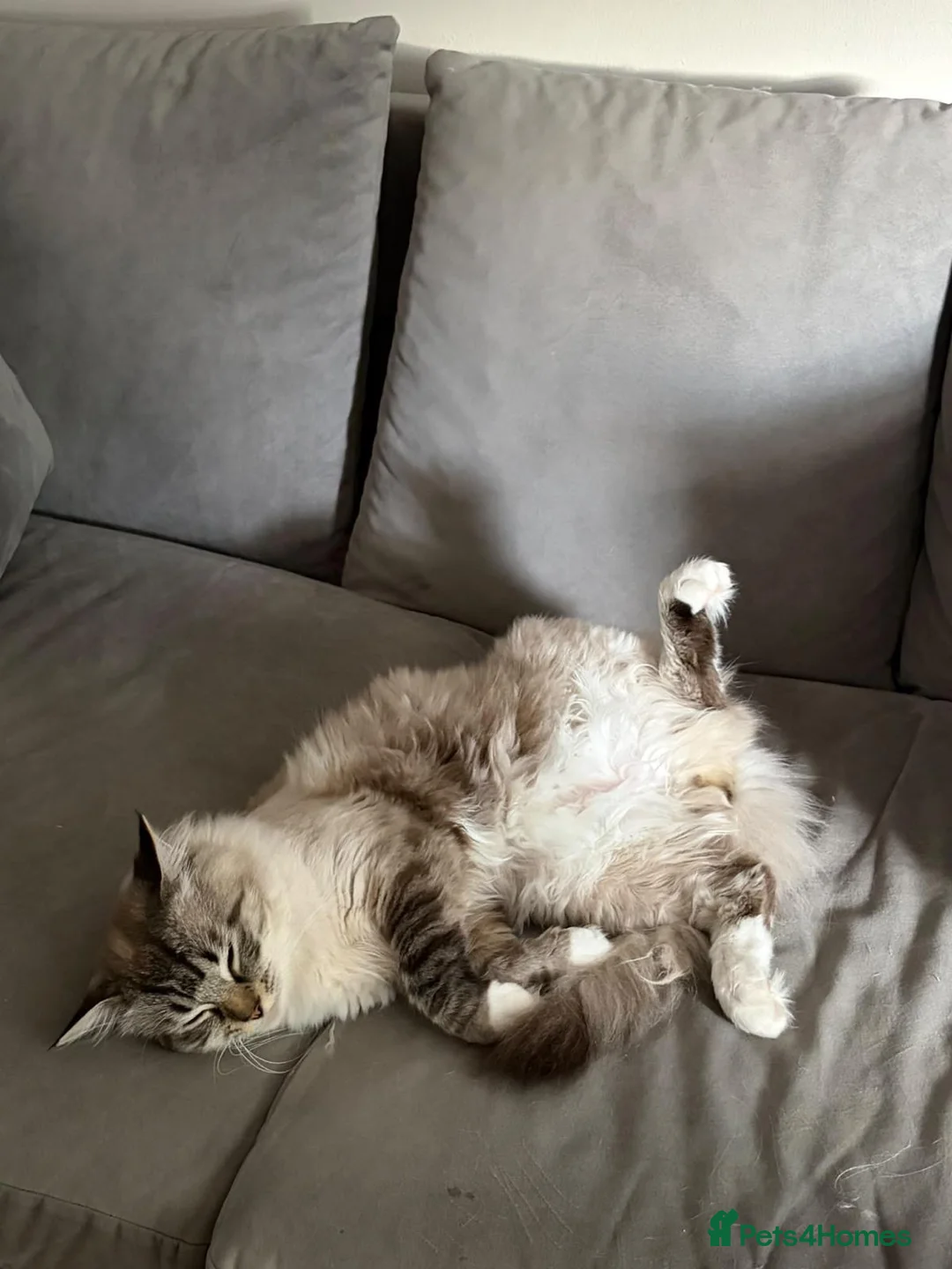 Ragdoll cats for sale: ✨🥺 Beautiful Ragdoll Looking for a Forever Home - Advert 2