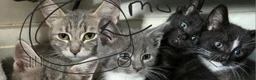 Mixed Breed cats for sale: Beautiful male kitten  - Advert 1