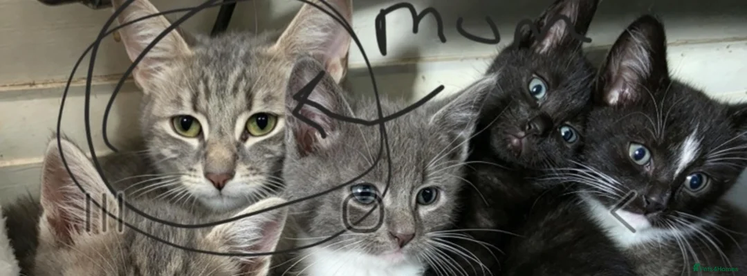 Mixed Breed cats for sale: Beautiful male kitten  - Advert 1