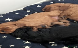 Cavalier King Charles Spaniel dogs for sale: Cavalier King Charles Spaniels beautiful pups - Image 4
