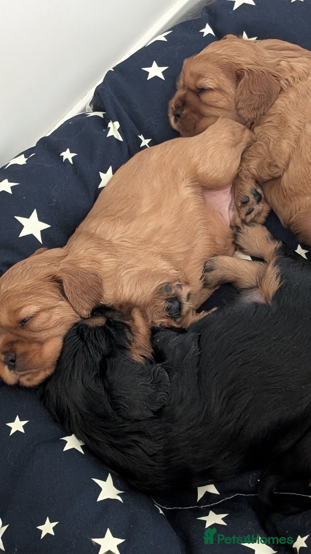 Cavalier King Charles Spaniel dogs for sale: Cavalier King Charles Spaniels beautiful pups - Image 4
