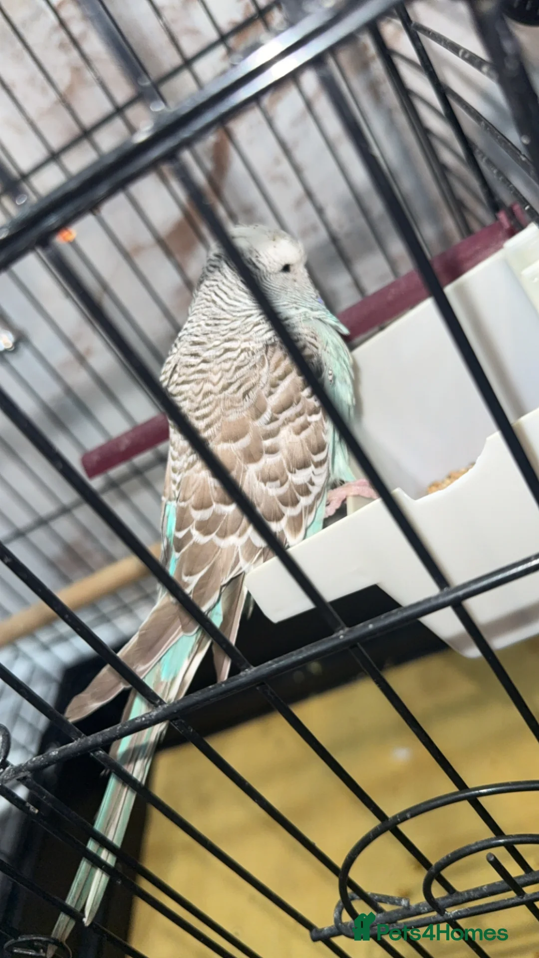 Budgerigars birds for sale: Pair of budgies  in Oldham - Advert 12