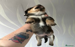 Mixed Breed dogs for sale: Husky cross dashound rare breed  - Image 10