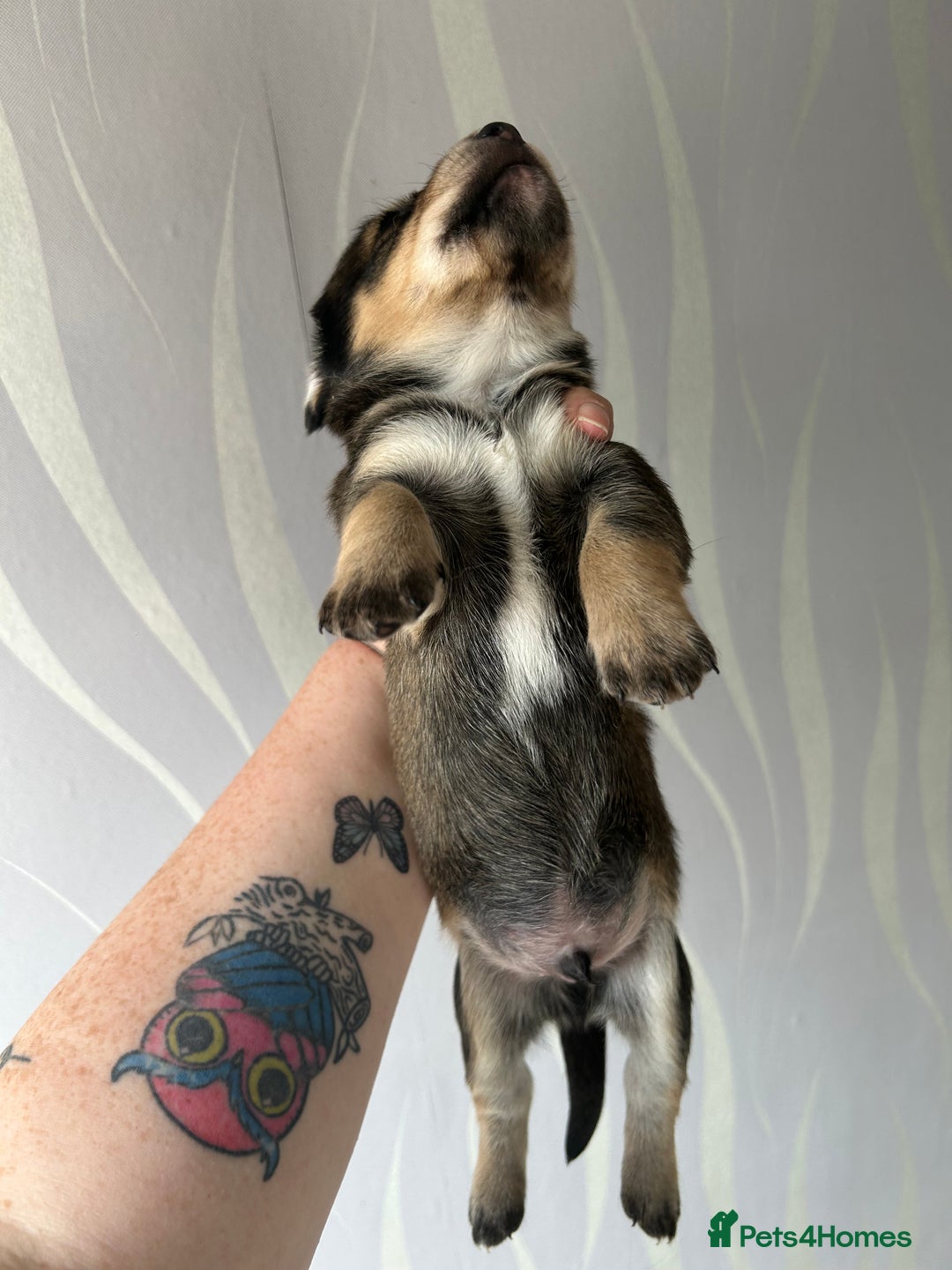 Mixed Breed dogs for sale: Husky cross dashound rare breed  - Image 10