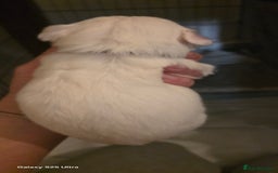 Maltese dogs for sale: Puppy maltese - Image 8