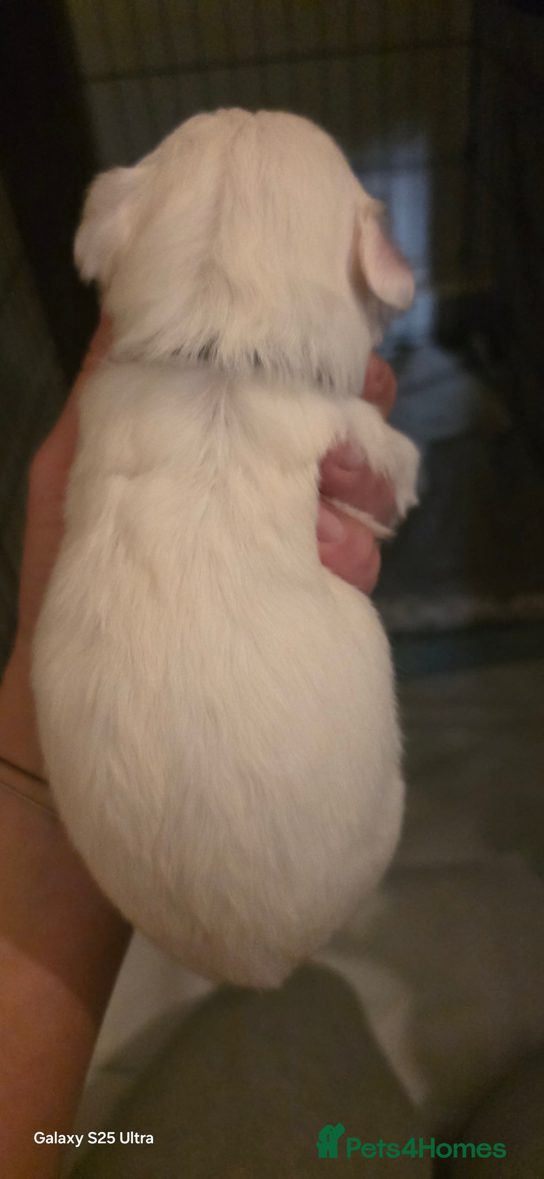 Maltese dogs for sale: Puppy maltese - Image 8