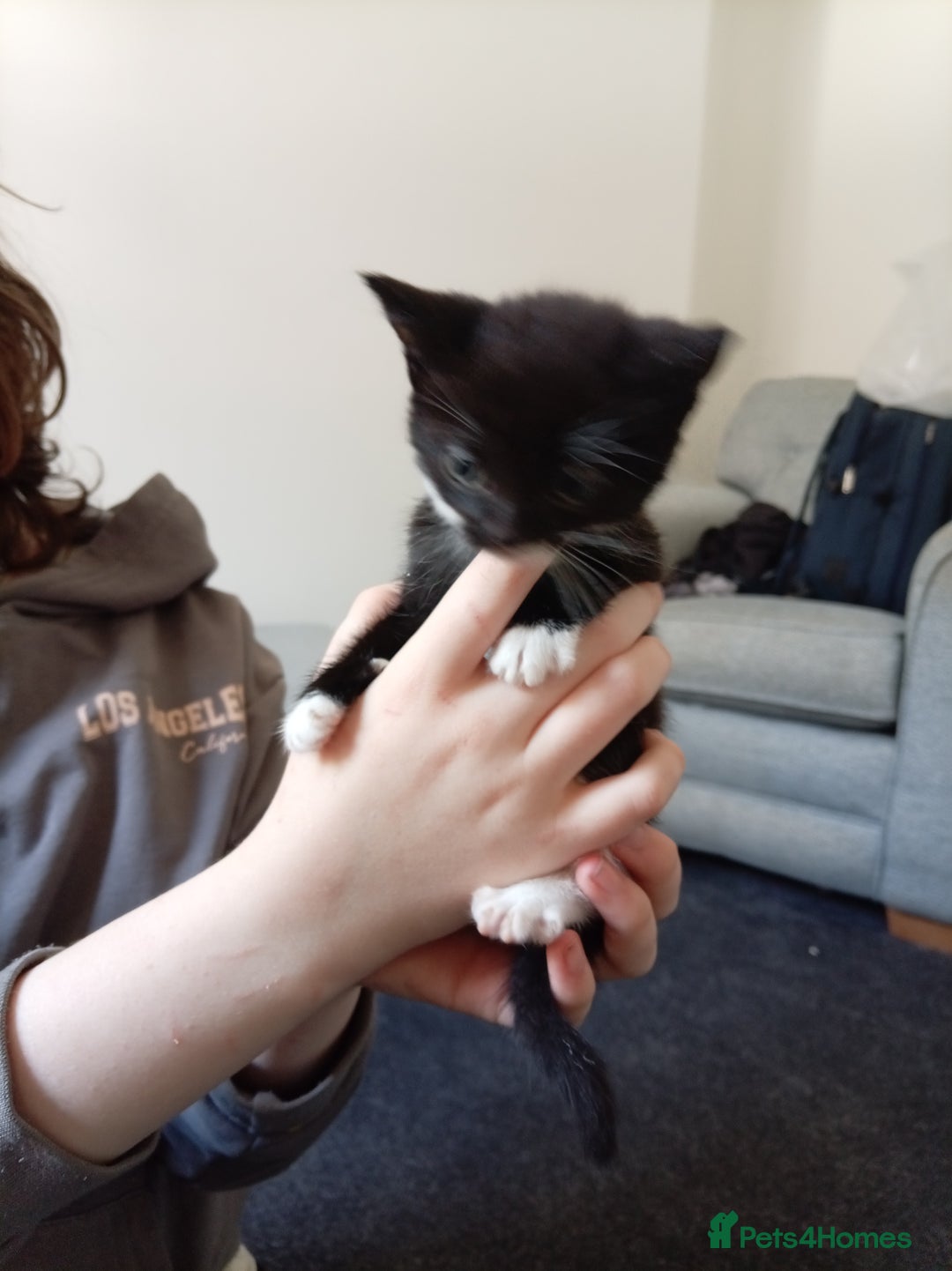 Mixed Breed cats for sale: Ragdoll mix tuxedo kittens - Image 5