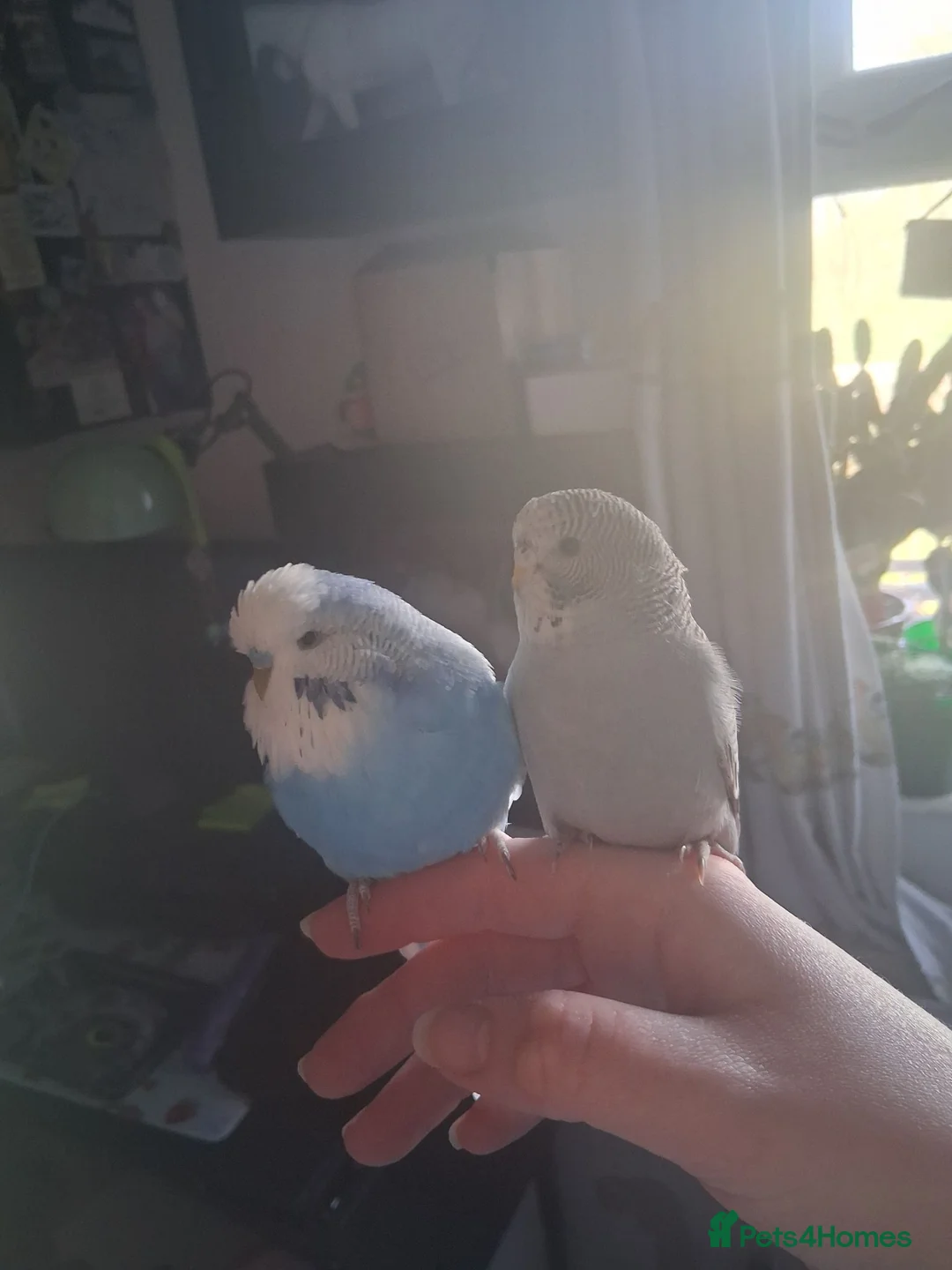 Budgerigars birds for sale: 2 Male Budgies, Cage, Accessories, Food - Advert 2