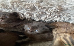 British Shorthair cats for sale: 3 Beautiful Kittens Left - Image 3