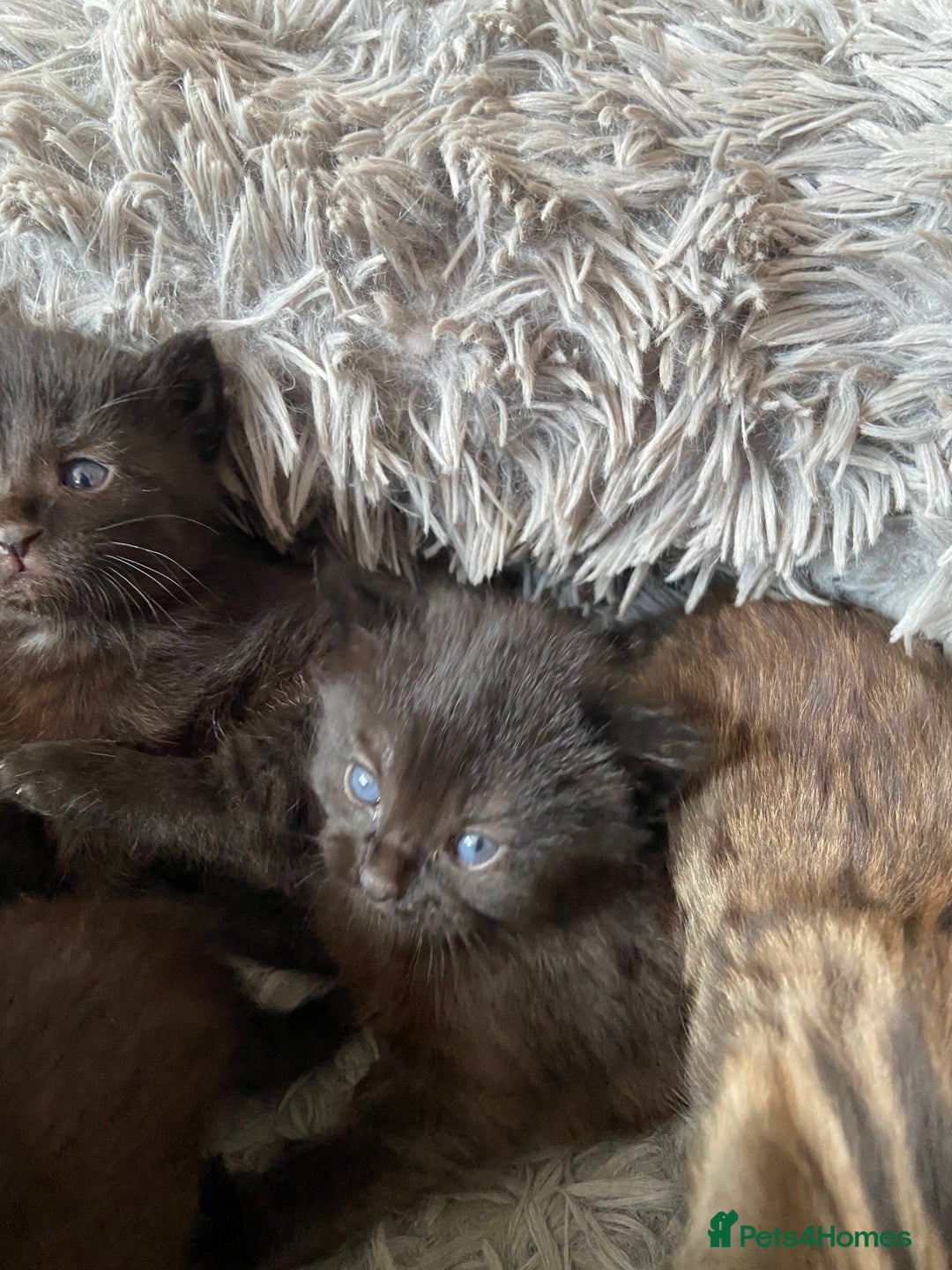 British Shorthair cats for sale: 3 Beautiful Kittens Left - Image 3