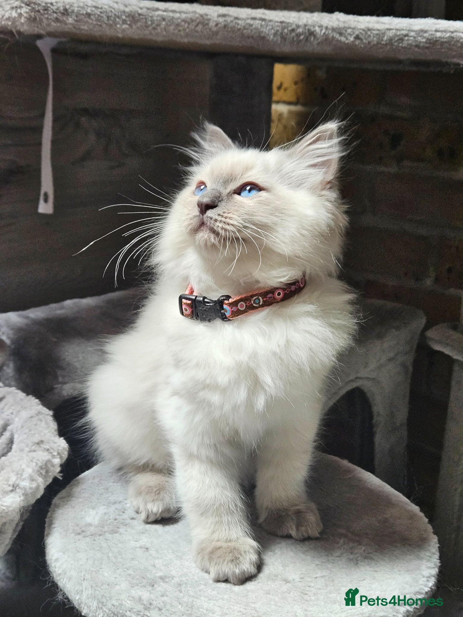 Ragdoll cats Ragdoll Kitten AVALIABLE  - Advert 4