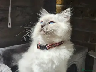 Ragdoll cats Ragdoll Kitten AVALIABLE - Advert 4
