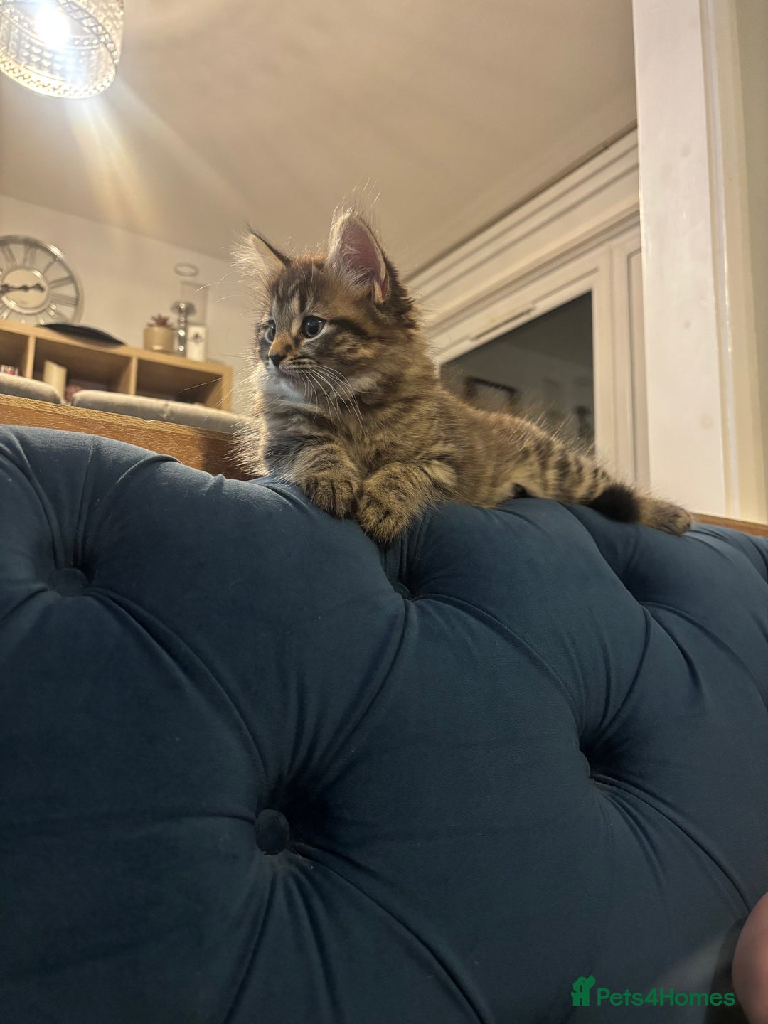 Mixed Breed cats for sale: Mix breed beautiful kittens - Image 22