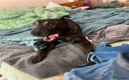 Mixed Breed dogs for sale: Home needed asap. Murphy ,8 year old - Image 8