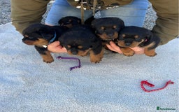 Rottweiler dogs for sale: Rottweiler purebred Puppies - Image 1