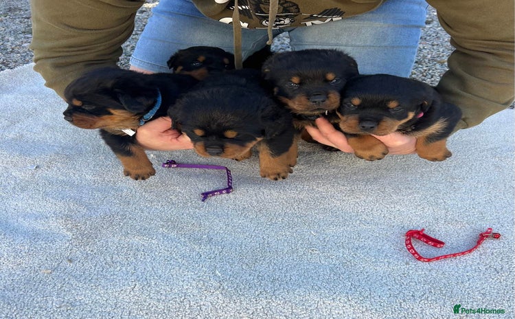 Rottweiler dogs - Advert 1