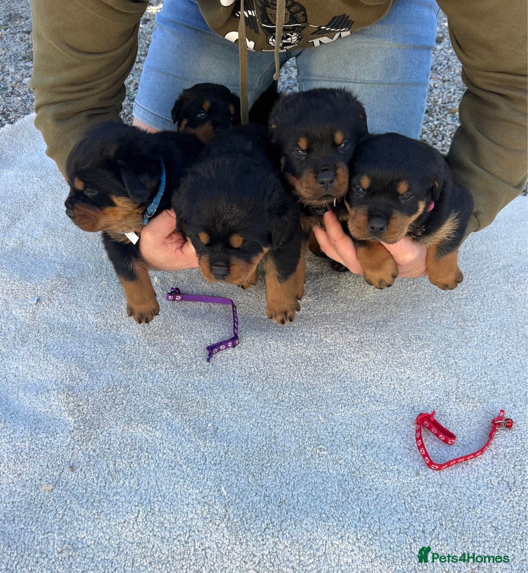 Rottweiler dogs for sale: Rottweiler purebred Puppies - Image 1