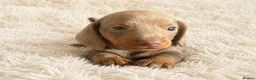 Miniature Dachshund dogs for sale: KC miniature dachshund - Advert 7