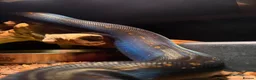 Boa Snake reptiles for sale: AZTEC IMG - Advert 3