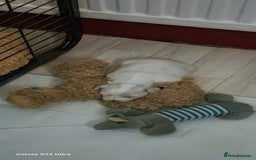 Maltese dogs for sale: Maltese puppies  - Image 6
