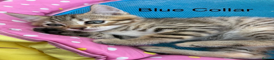 Bengal Kitten 1