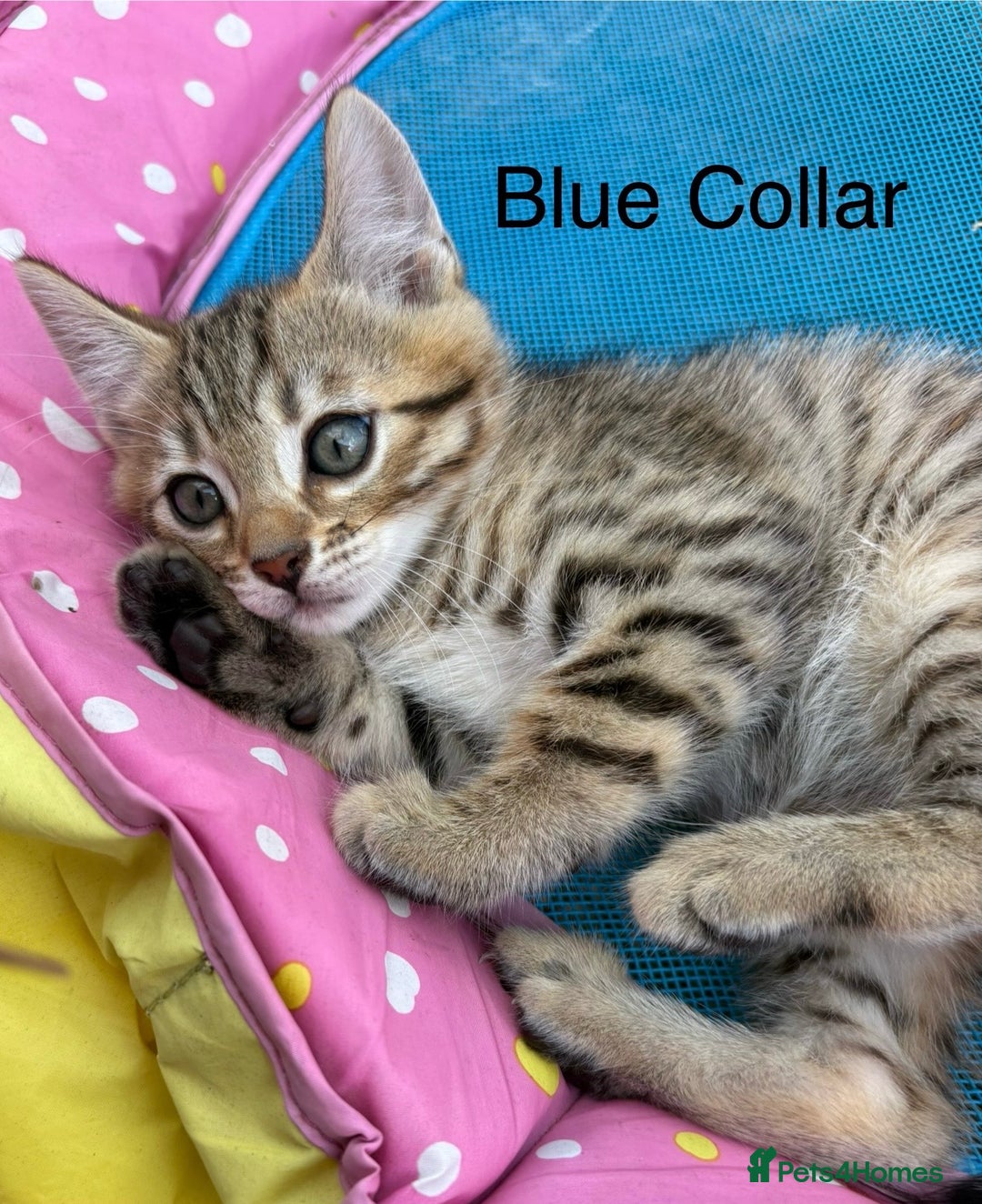 Bengal cats for sale: Beautiful litter of spotted Bengal kittens - Ready - Image 10
