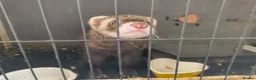 Ferret rodents for sale: Ferret looking for a loving new home 🦦❤️ in Hebden Bridge - Advert 4