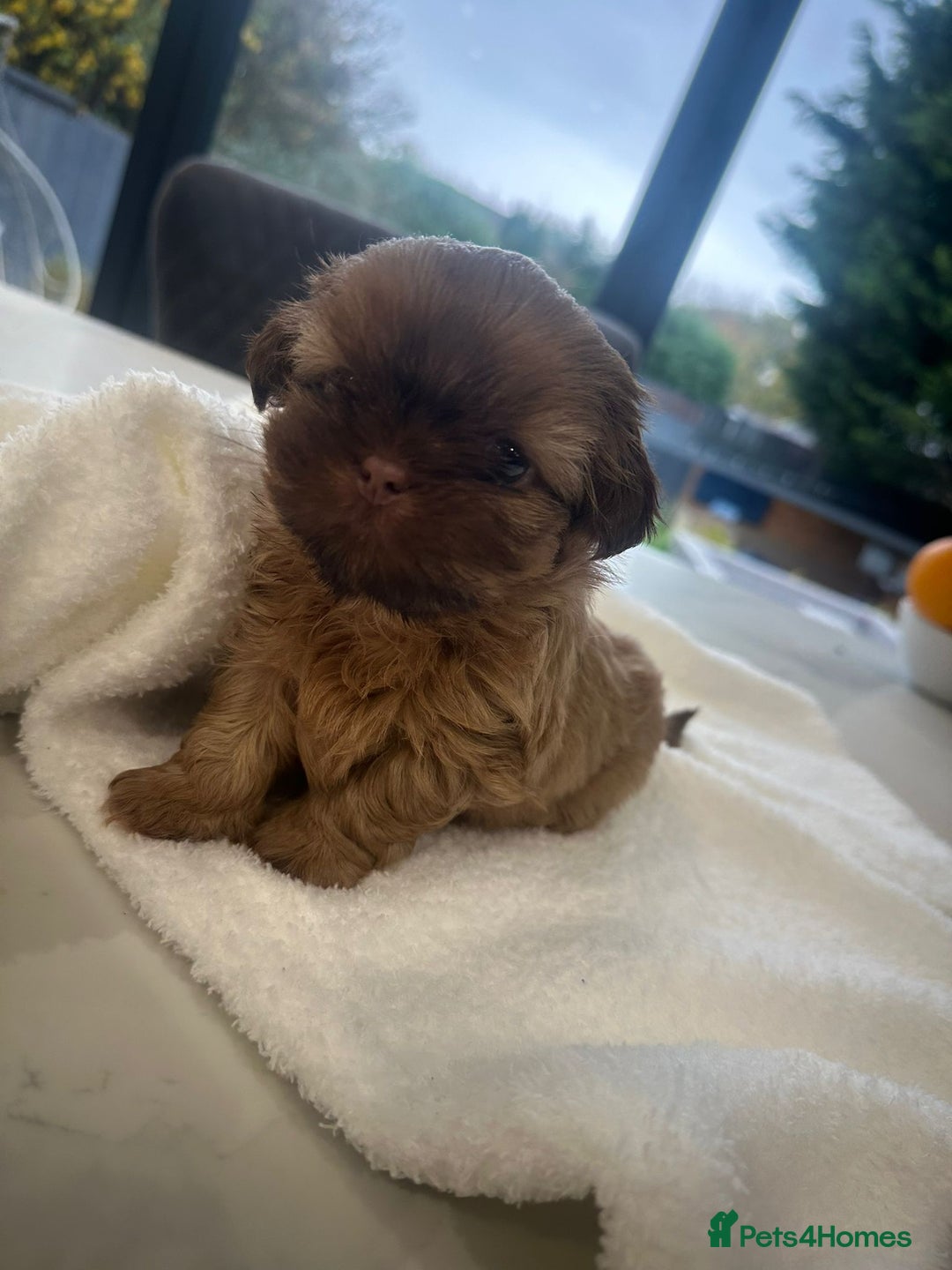 Shih Tzu dogs for sale: 🐶Imperial ShihTzu Puppies–Exceptional Bloodline🐶 - Image 18