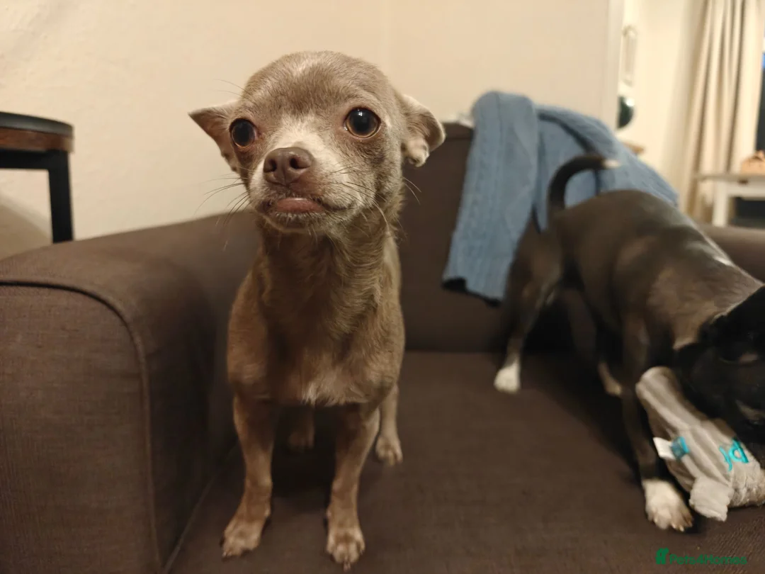 Chorkie dogs for sale: Gorgeous Little Chorkie, age 10 months in Hitchin - Advert 8