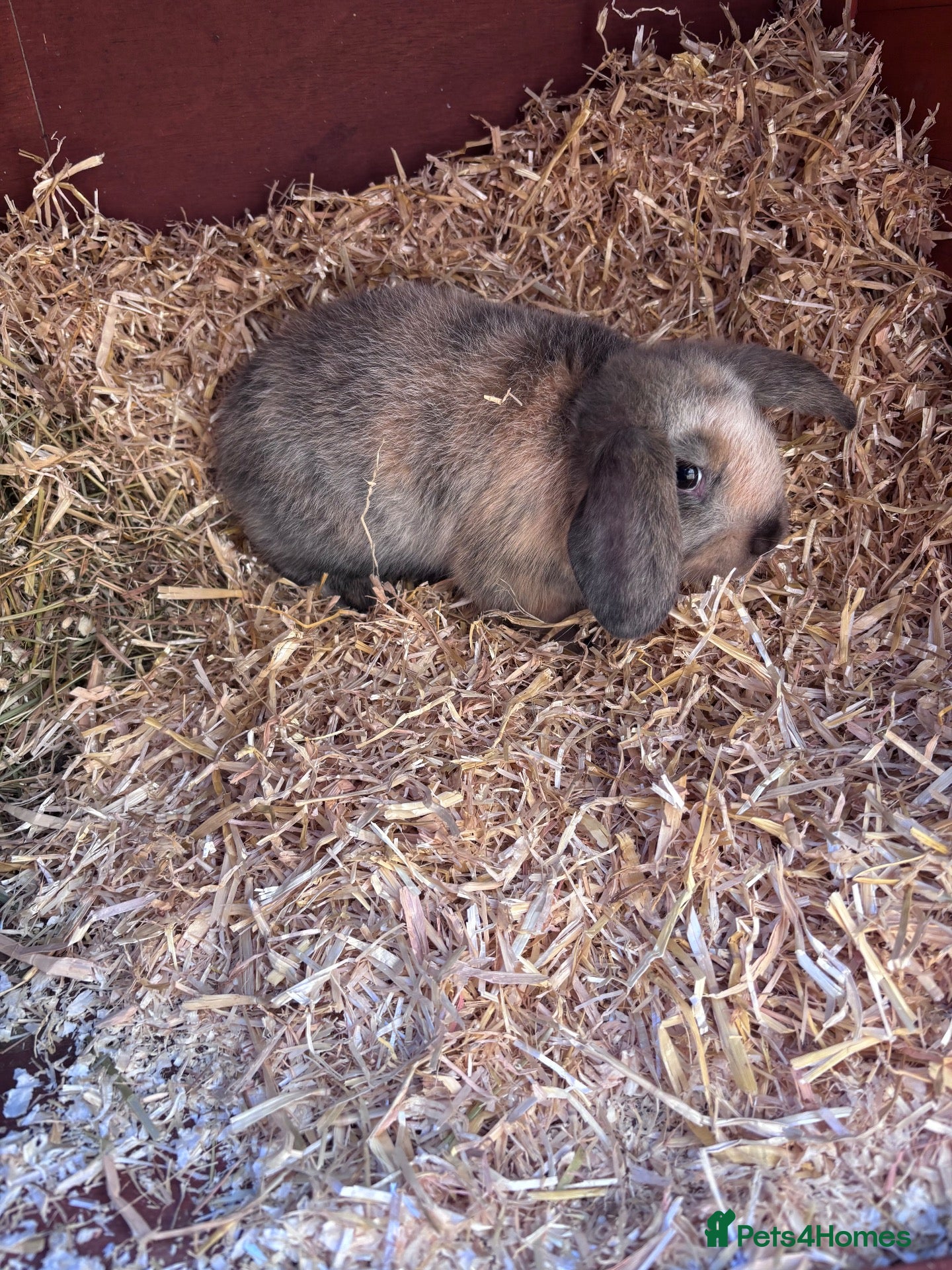 Mini Lop rabbits Mini Lop Rabbit For Sale - Advert 1