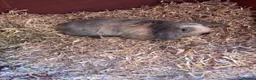 Mini Lop rabbits for sale: Mini Lop Rabbit For Sale - Advert 1